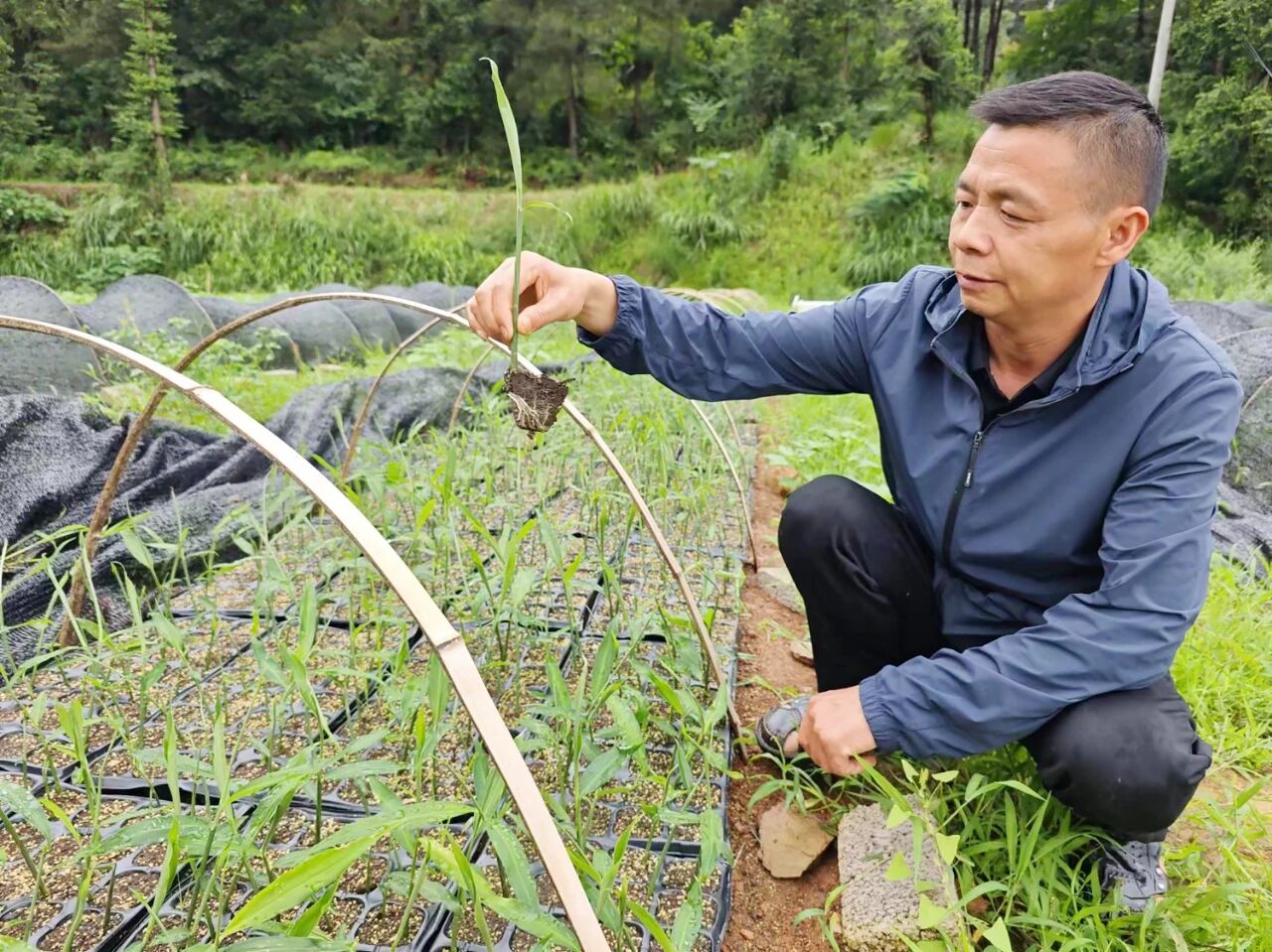 【高质量发展·代表在行动】凯里：“生姜王”杨万强 从村干部到产业领航者