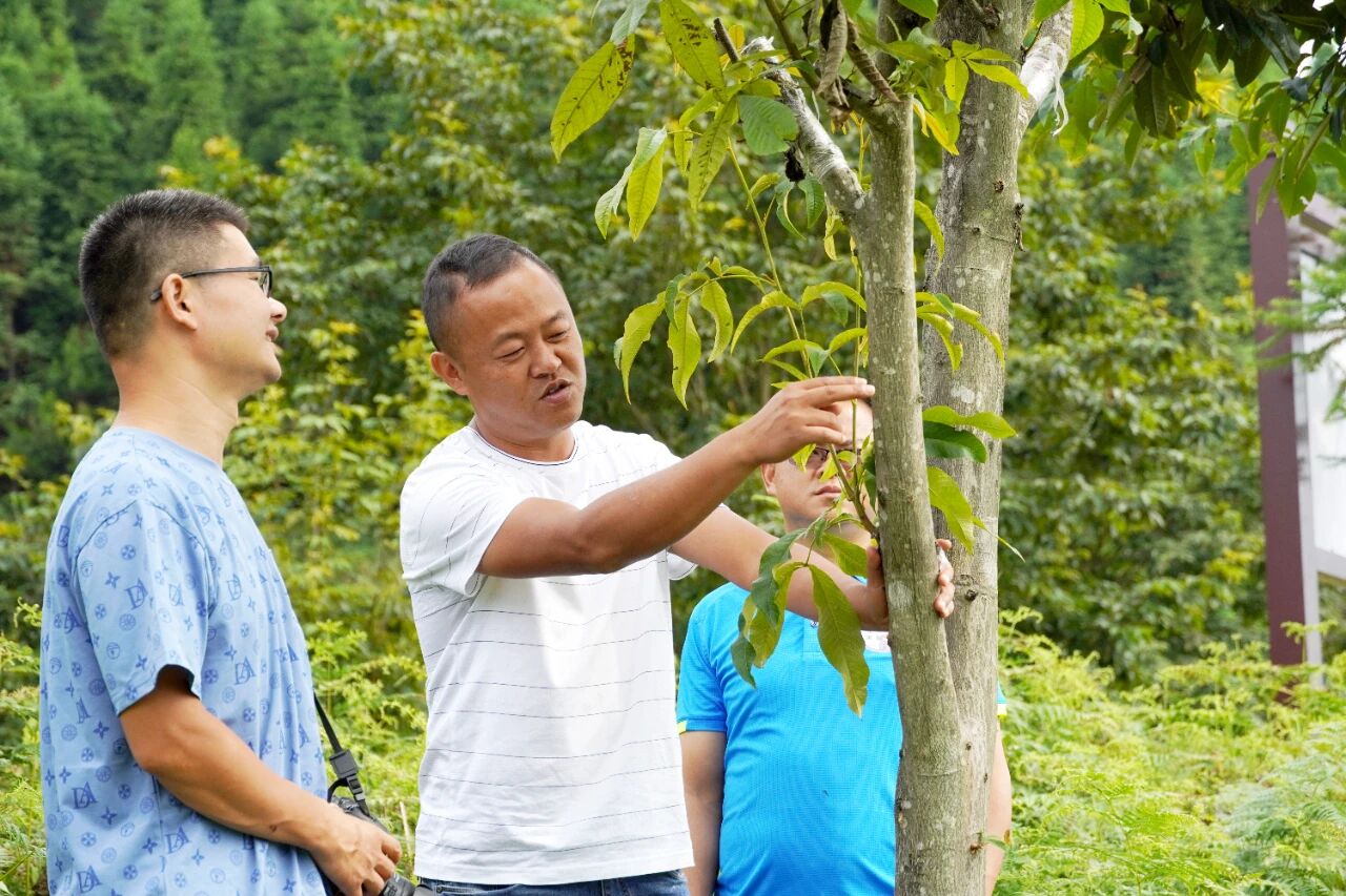 【高质量发展·代表在行动】锦屏：谭传高念好核桃经 拓展振兴路